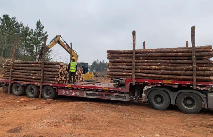 松木樁和杉木樁哪個更適合打木樁?兩者區別有哪些?