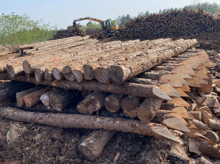 松木樁可做永久基礎處理(打造最牢固基礎,松木樁無可比擬)